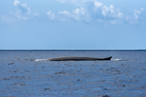 Terceira: Whale and Dolphin Watching in a Zodiac Boat