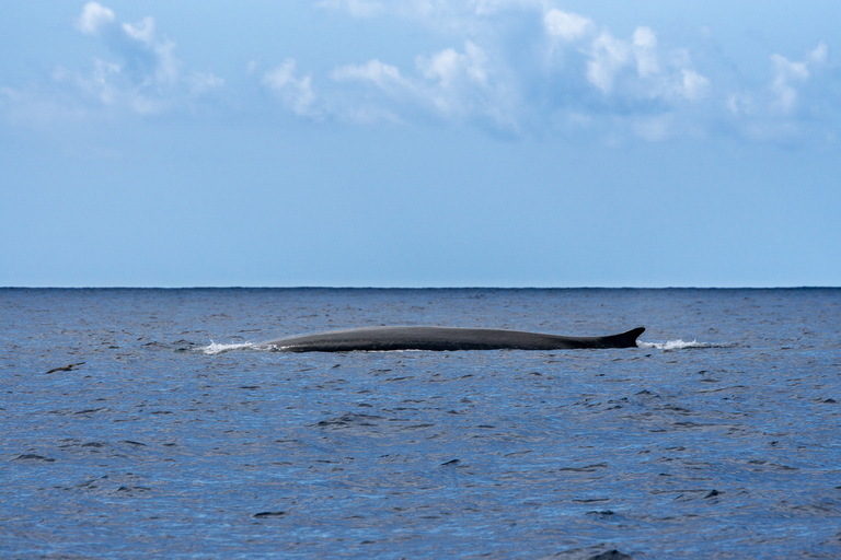 Terceira: walvissen en dolfijnen spotten in een zodiakbootTerceira: walvissen en dolfijnen spotten in een zodiacboot