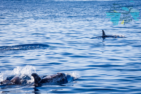 Terceira: Whale and Dolphin Watching in a Zodiac Boat