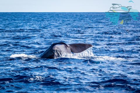 Terceira: avvistamento di balene e delfini in una barca con fondo di vetro