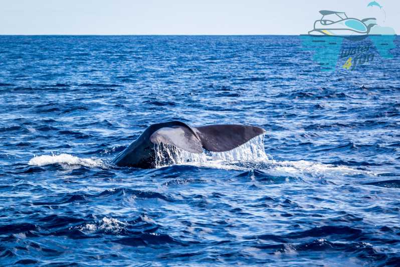 Terceira: walvissen en dolfijnen spotten in een zodiakboot