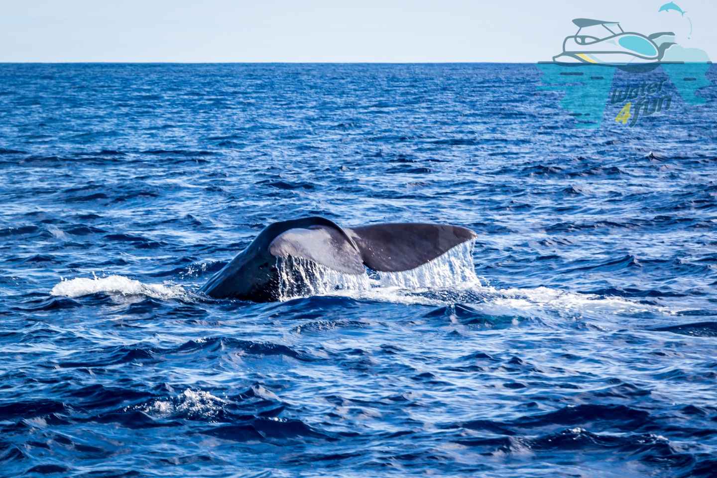 Terceira: Wal- und Delfinbeobachtung in einem Glasbodenboot