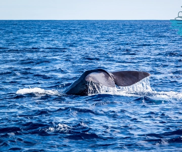 Terceira: Observação de Baleias e Golfinhos num Barco Zodíaco