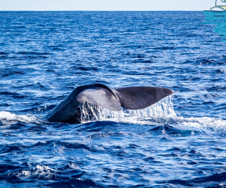 Terceira: Observação de Baleias e Golfinhos num Barco Zodíaco
