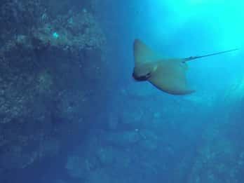 Angra do Heroísmo: Snorkeling Tour by boat
