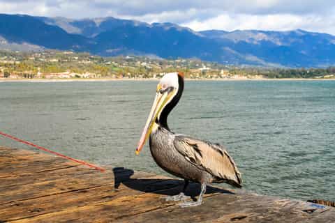 Santa Barbara: Private Kayaking Tour