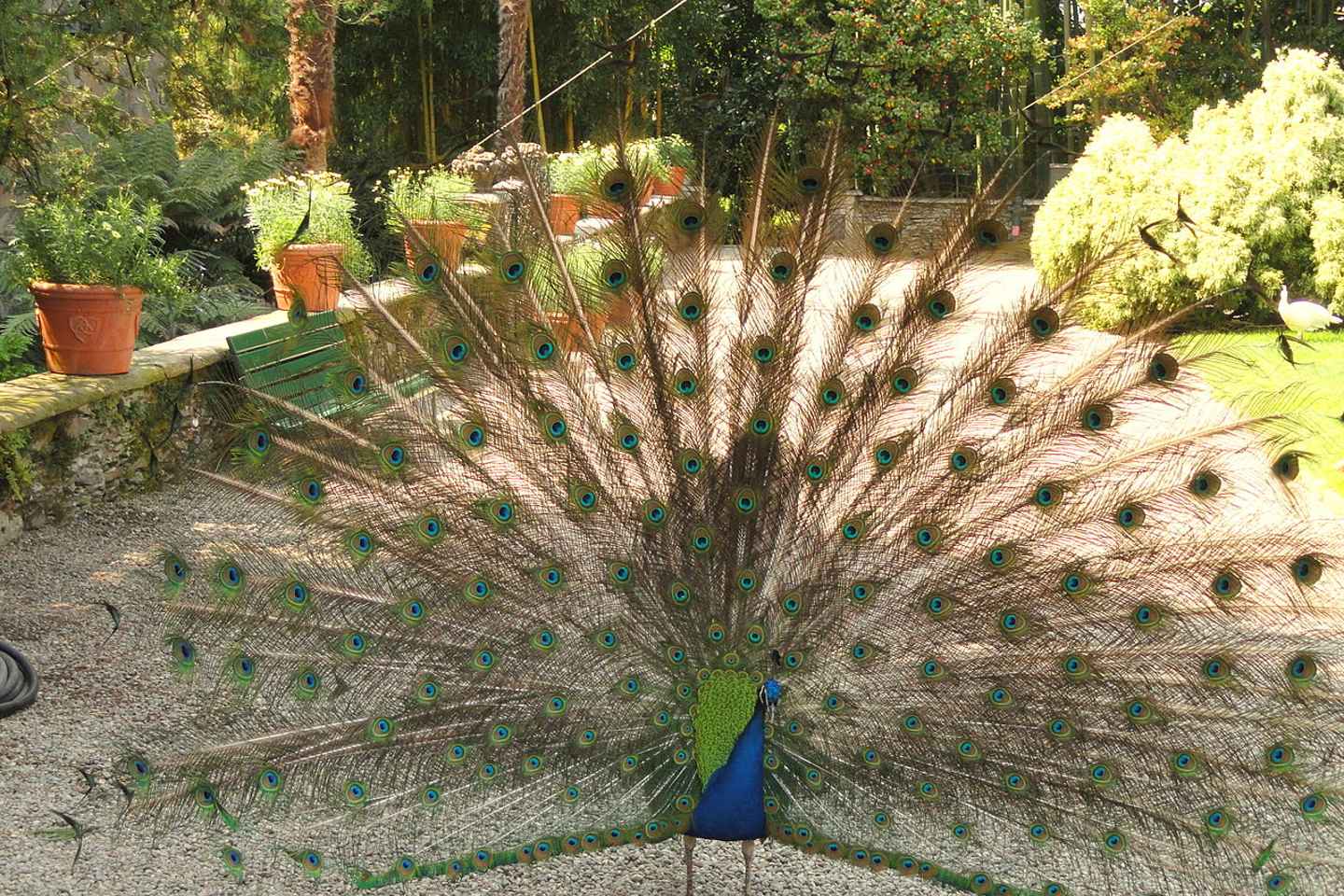 Stresa: Madre & Bella Borromean Islands Boat Trip