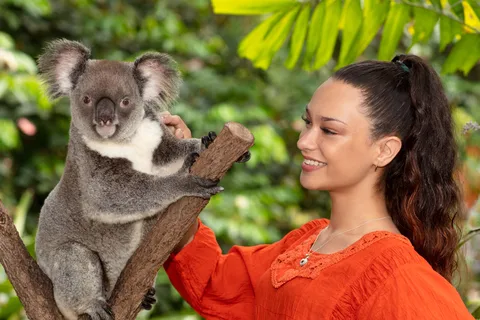 Koalas, Birds & Butterflies