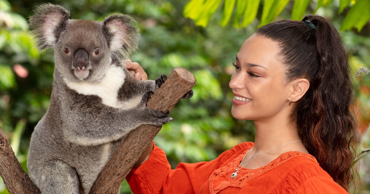 キュランダの野生動物体験: コアラ、鳥、蝶 | GetYourGuide
