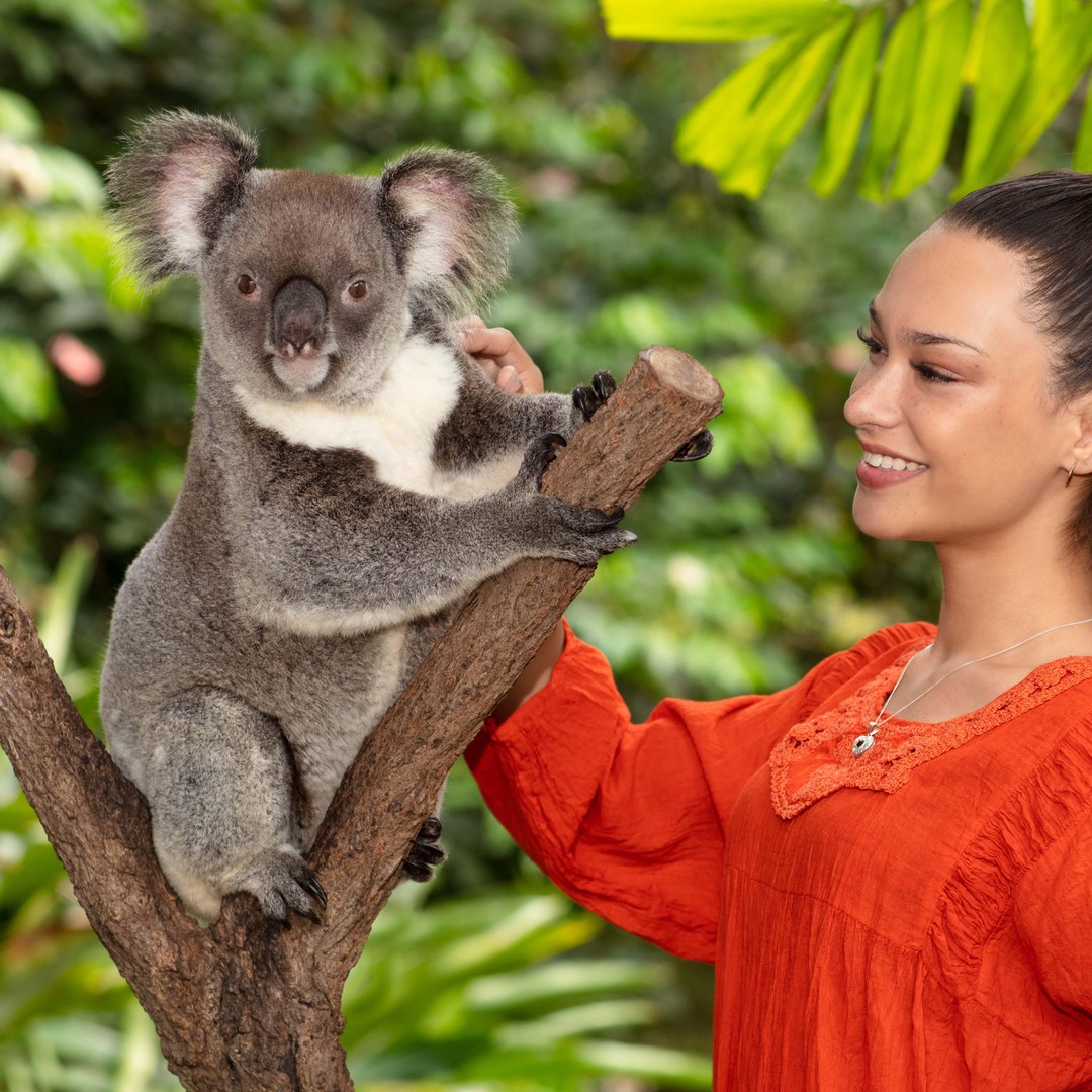 キュランダの野生動物体験: コアラ、鳥、蝶 | GetYourGuide