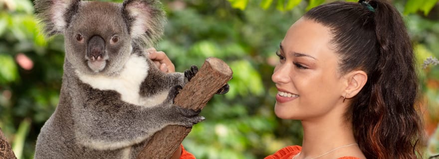 Expérience de la vie sauvage à Kuranda : Koalas, oiseaux et papillons