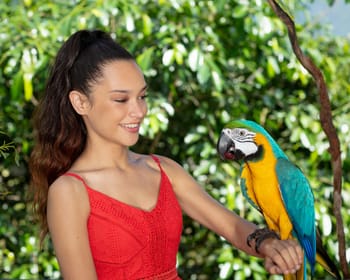 Kuranda, Koalas, Birds and Butterflies Experience - Housity