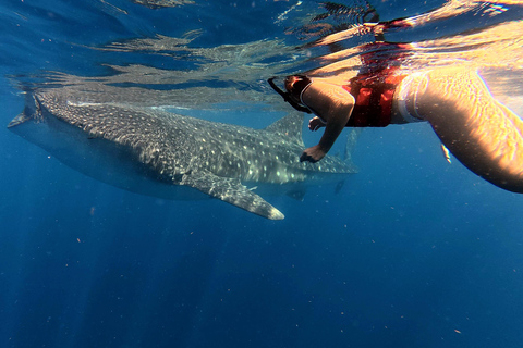 Protected natural reserve: Whale Shark Aqua Safari