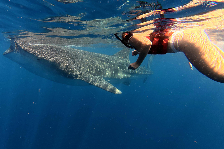 Protected natural reserve: Whale Shark Aqua Safari