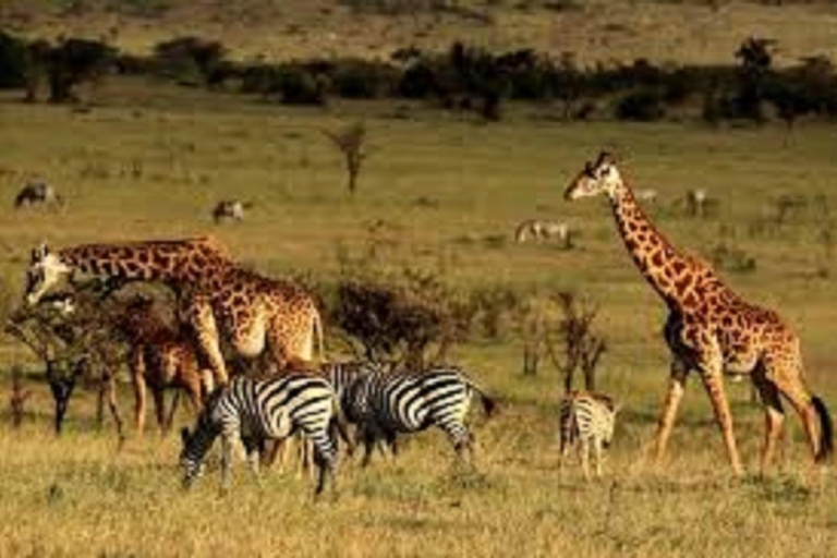 3Days Tanzania Lodge Safari