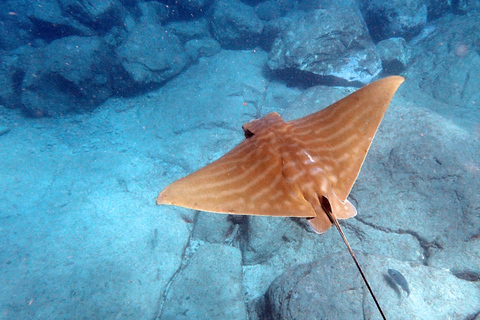 Tenerife: Caiaque e mergulho com snorkel com tartarugasTenerife: Caiaque e Mergulho de Snorkel com Tartarugas