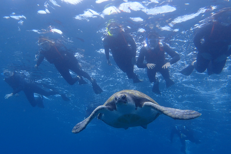 Snorkeling and Kayaking with Turtles