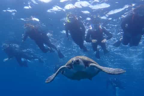 Snorkeling and Kayaking with Turtles