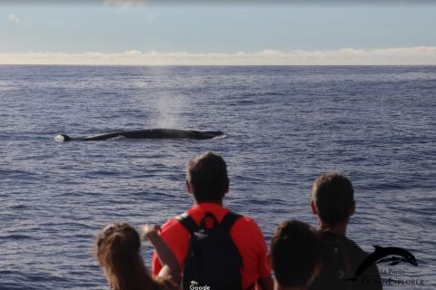 La Palma: 3-godzinna obserwacja delfinów i wielorybów
