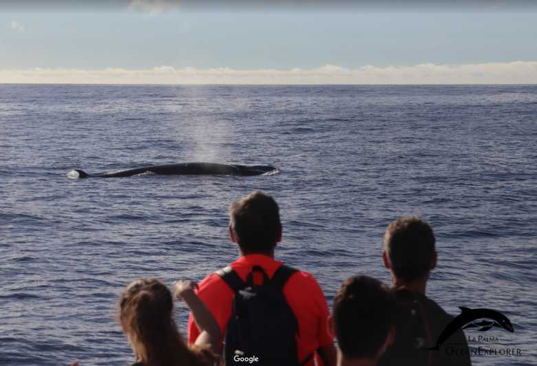 La Palma: 3-Hour Dolphin and Whale Watching Experience