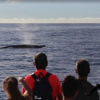 Fra La Palma: 3-timers delfin- og hvalsafari