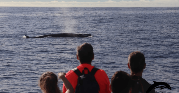La Palma: Whale & Dolphin Tour with Marine Biologist