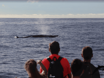 La Palma: 3-Hour Dolphin and Whale Watching Experience