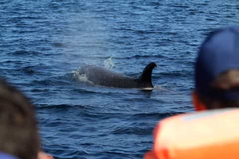 From Ponta Delgada: Whale and Dolphin Watching Trip