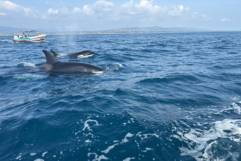 Puerto Escondido: Bootstour zu Delfinen und MeerestierenPrivate Tour