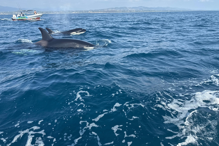 Puerto Escondido: Bootstour zu Delfinen und MeerestierenPrivate Tour