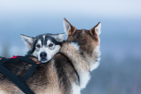Леви: Приключение на собачьих упряжках с самостоятельным вождением