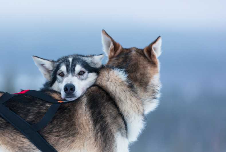 Levi: avventura in slitta con husky a guida autonoma