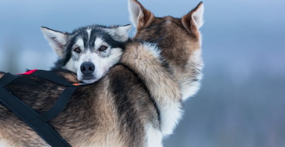 Levi: 7 km Self-Drive Husky Sledding Adventure