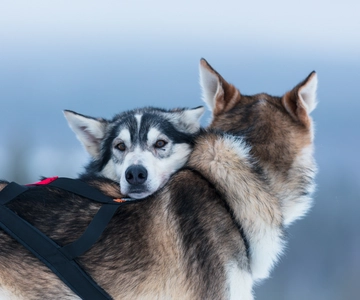 Levi: Aventura en trineo tirado por huskies de 7 km en coche
