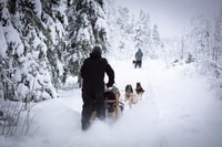 Levi, aventura de trineo husky sin conductor - Housity