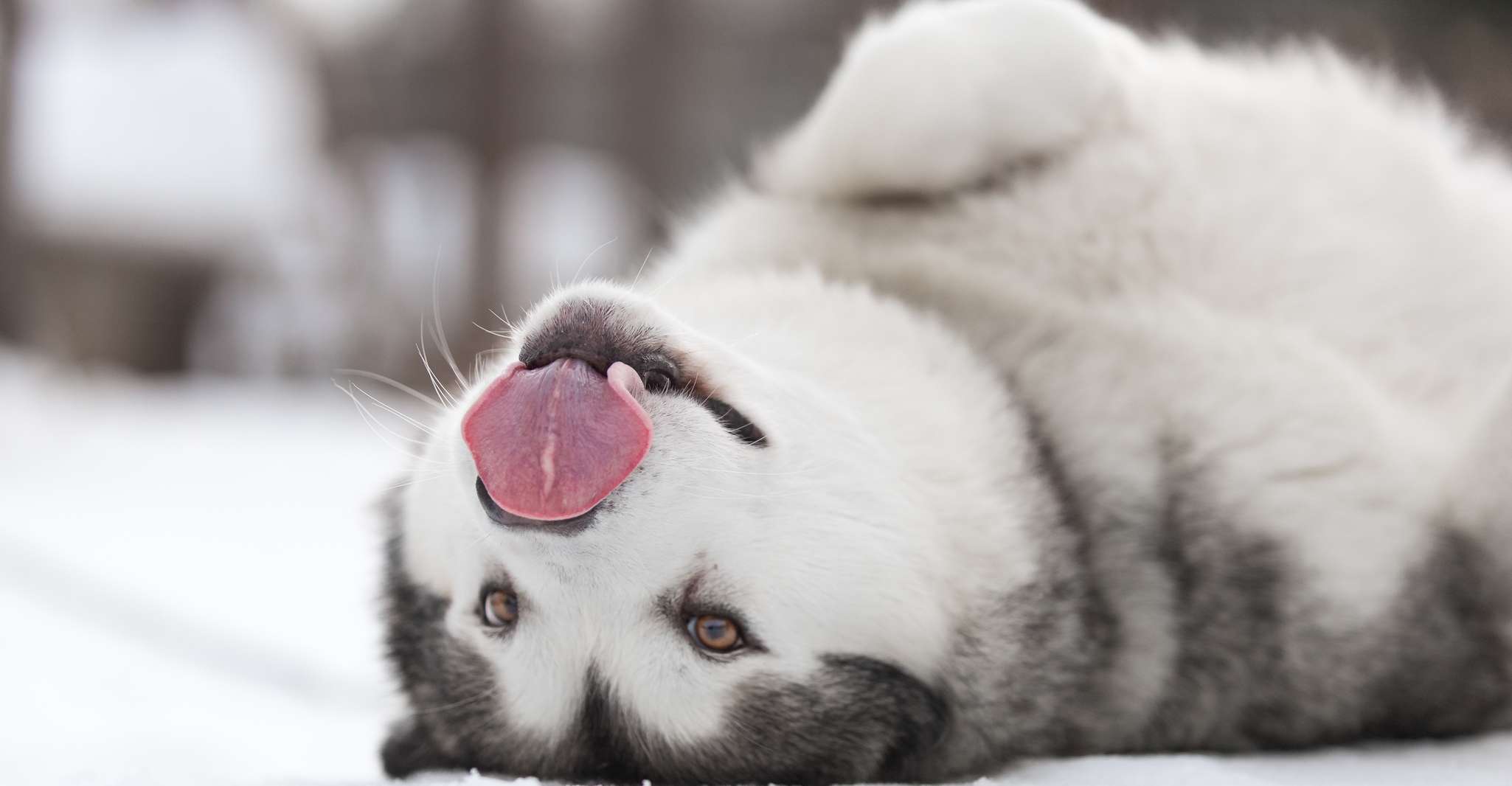 Levi, Self-Drive Husky Sledding Adventure - Housity