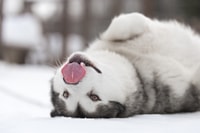 Levi, aventura de trineo husky sin conductor - Housity