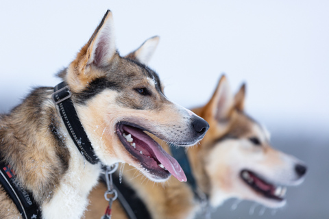 Levi: 5 km Self-Drive Husky Sledding Adventure5 km Self-Drive Husky Sledding Adventure with Pickup