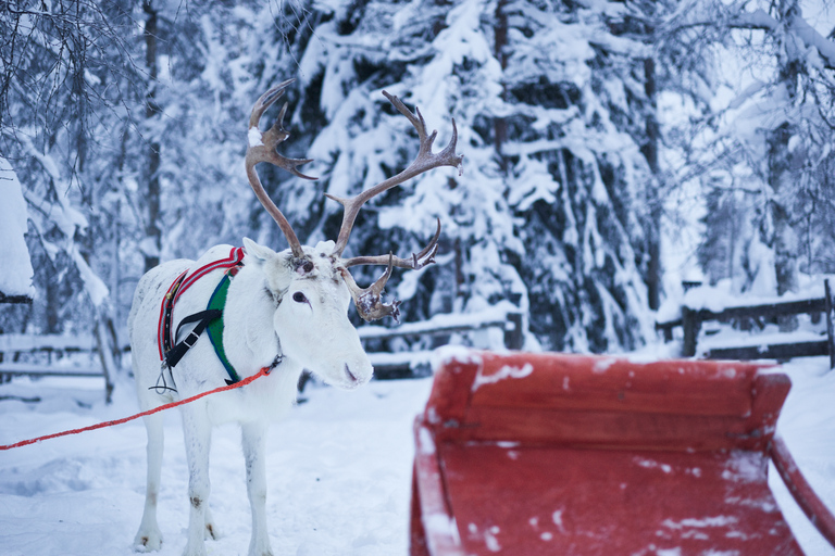 Levi: Winter Hoogtepunten FamiliedagLevi: wintertour en sleerit met rendieren voor het gezin