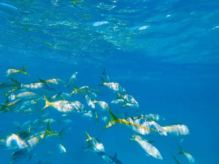 From Fajardo Cayo Icacos Morning Snorkeling Tour GetYourGuide