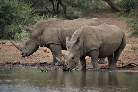 Tour di 6 giorni a Johannesburg e al Parco Nazionale KrugerOpzione aeroporto