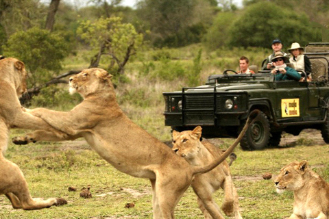 Excursão de 6 dias a Joanesburgo e ao Parque Nacional KrugerOpção Aeroporto