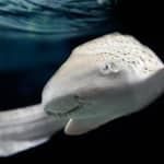 Lione: biglietto d'ingresso per l'acquario