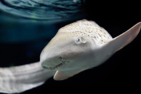 Lyon: Aquarium Entrance Ticket
