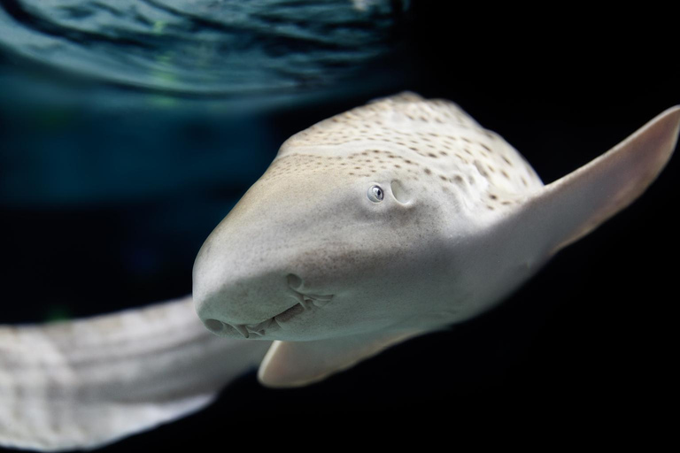 Lyon: bilet wstępu do akwarium