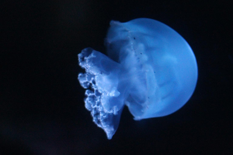 Lyon: bilet wstępu do akwarium