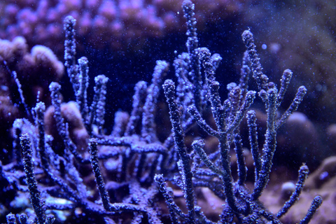 Lyon: bilet wstępu do akwarium