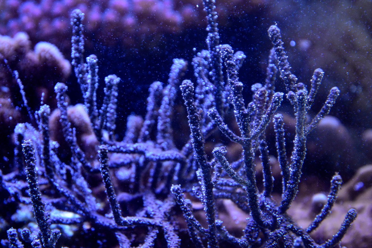 Lyon: bilet wstępu do akwarium