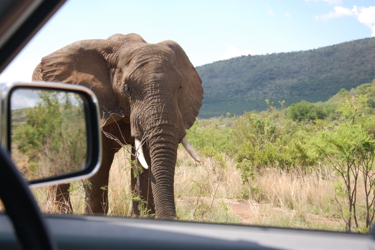 Depuis Johannesbourg : Safari dans le parc national de PilanesbergSafari dans le parc national de Pilanesberg avec prise en charge à l'hôtel