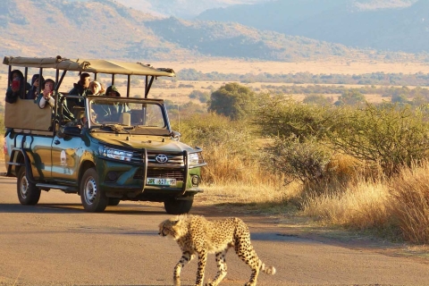 Depuis Johannesbourg : Safari dans le parc national de PilanesbergSafari dans le parc national de Pilanesberg avec prise en charge à l'hôtel